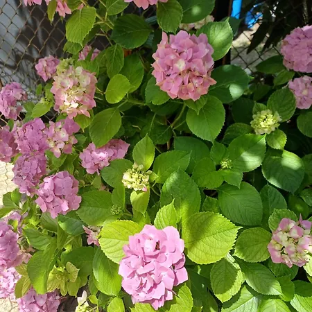 Búzavirág Ház Nyaraló *