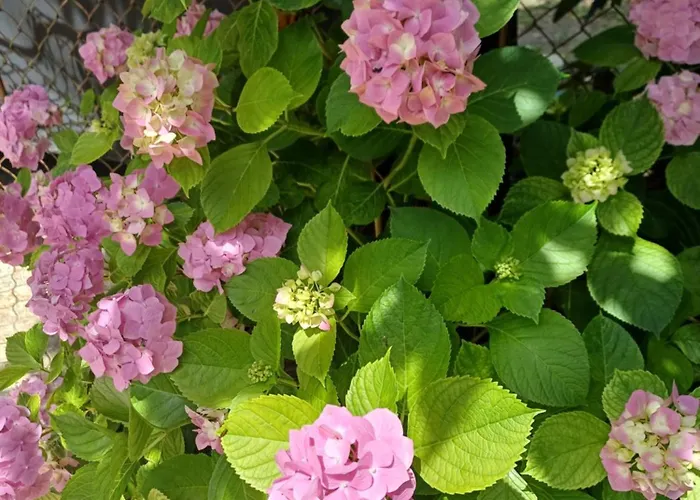 Buzavirag Haz Feriehus *